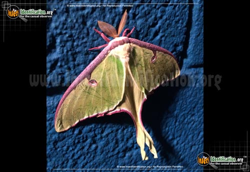 Thumbnail image #6 of the Luna-Moth