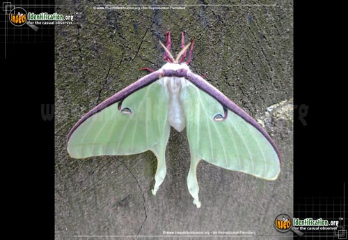 Thumbnail image #12 of the Luna-Moth