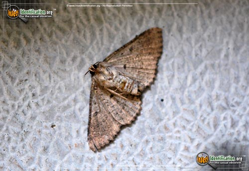 Thumbnail image #4 of the Lunate-Zale-Moth