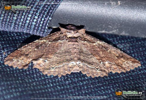 Thumbnail image of the Lunate-Zale-Moth