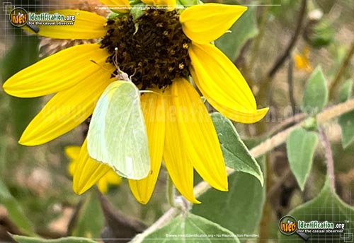 Thumbnail image of the Lyside-Sulphur-Butterfly