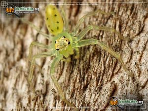 Thumbnail image #6 of the Magnolia-Green-Jumping-Spider