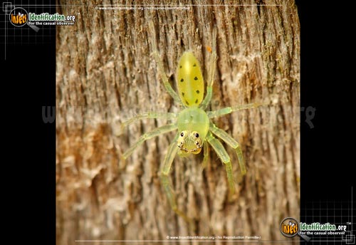 Thumbnail image #7 of the Magnolia-Green-Jumping-Spider
