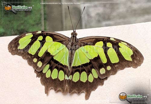 Thumbnail image of the Malachite-Butterfly