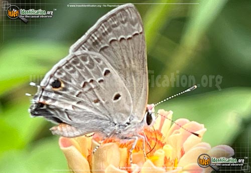 Thumbnail image #3 of the Mallow-Scrub-Hairstreak-Butterfly