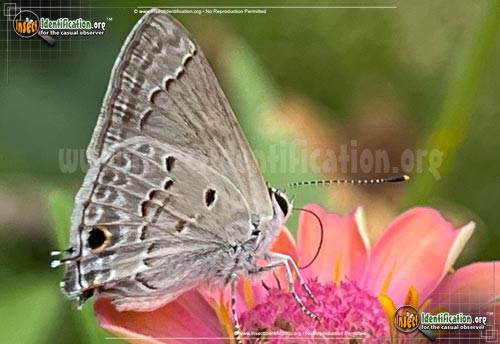 Thumbnail image #2 of the Mallow-Scrub-Hairstreak-Butterfly