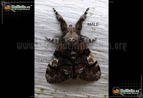 Thumbnail image of the Manto-Tussock-Moth