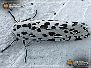Thumbnail image of the Many-Spotted-Tiger-Moth