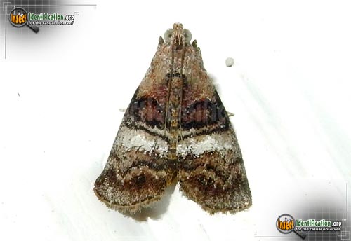 Thumbnail image of the Maple-Webworm-Moth