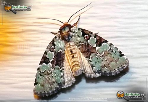 Thumbnail image of the Marbled-Green-Leuconycta-Moth