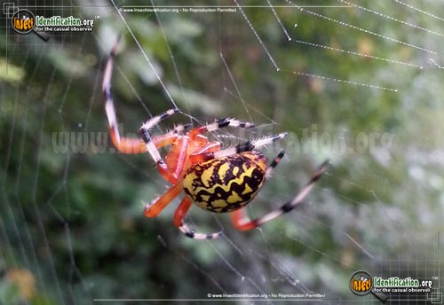 Thumbnail image #5 of the Marbled-Orb-Weaver