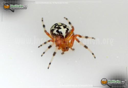 Thumbnail image #11 of the Marbled-Orb-Weaver