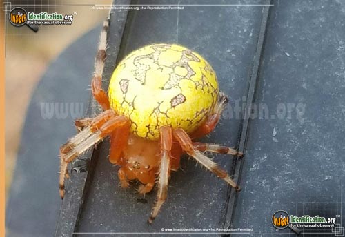 Thumbnail image #2 of the Marbled-Orb-Weaver