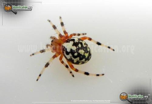 Thumbnail image #3 of the Marbled-Orb-Weaver