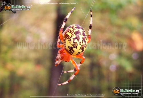 Thumbnail image #4 of the Marbled-Orb-Weaver