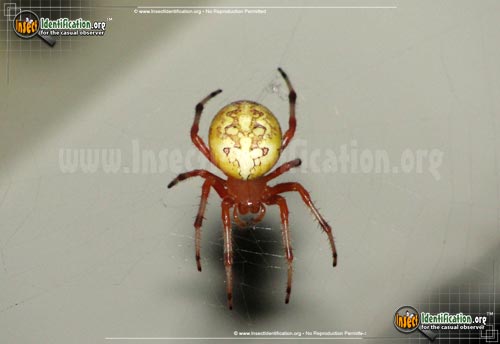 Thumbnail image #6 of the Marbled-Orb-Weaver
