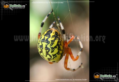 Thumbnail image #9 of the Marbled-Orb-Weaver