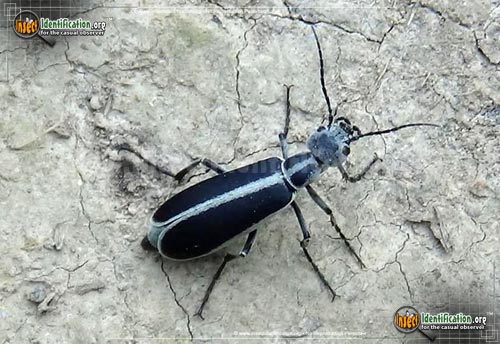 Thumbnail image of the Margined-Blister-Beetle