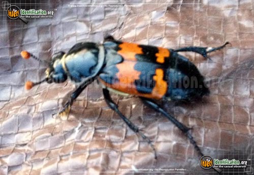 Thumbnail image of the Margined-Burying-Beetle
