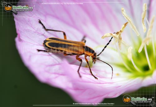 Thumbnail image of the Margined-Leatherwing-Beetle