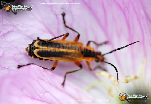 Thumbnail image #3 of the Margined-Leatherwing-Beetle