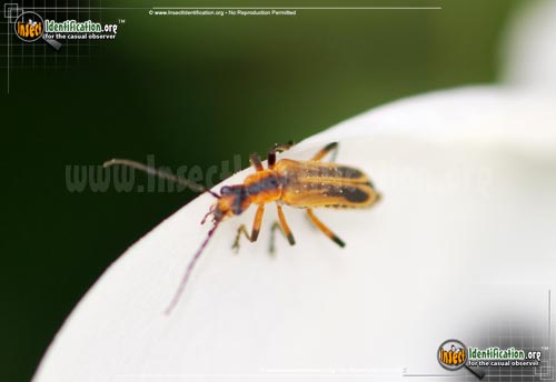 Thumbnail image #4 of the Margined-Leatherwing-Beetle