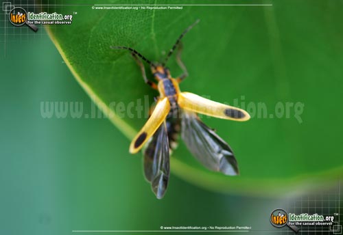 Thumbnail image #5 of the Margined-Leatherwing-Beetle
