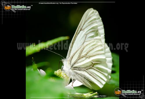 Thumbnail image of the Margined-White-Butterfly