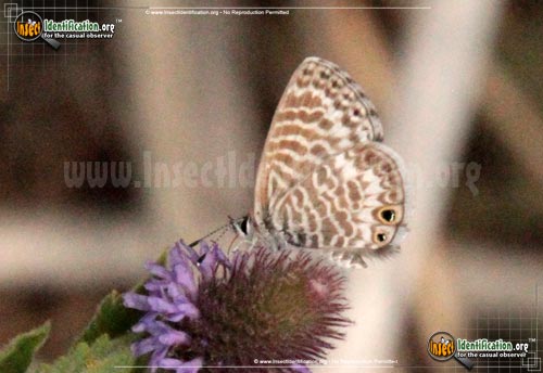 Thumbnail image of the Marine-Blue-Butterfly