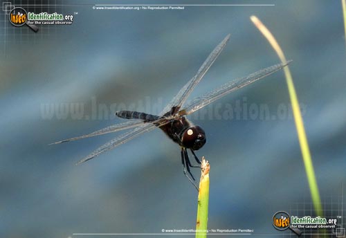 Thumbnail image of the Marl-Pennant-Skimmer-Dragonfly