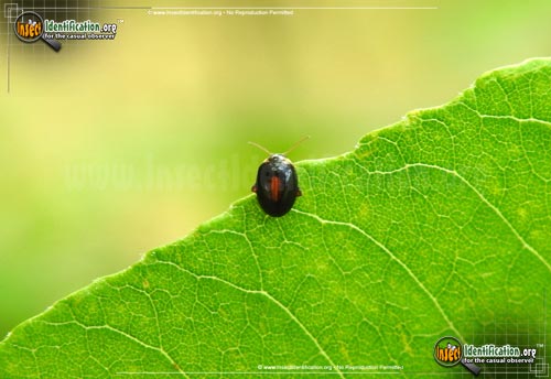 Thumbnail image of the Marsh-Beetle