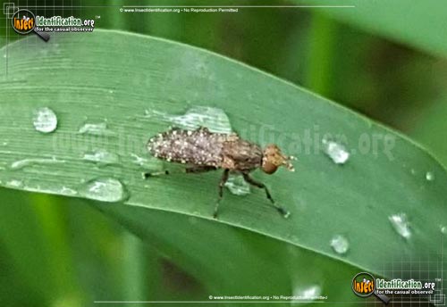 Thumbnail image of the Marsh-Fly