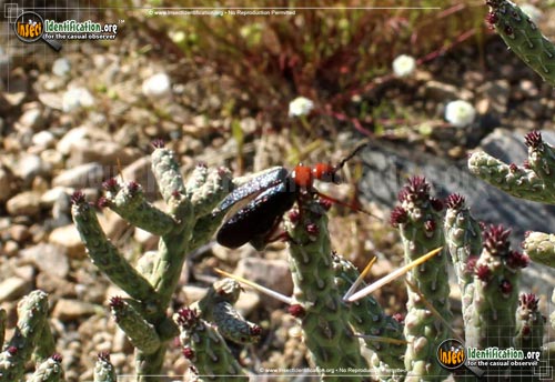 Thumbnail image #2 of the Master-Blister-Beetle