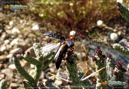 Miaster Insect Master Blister Beetle