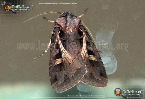 Thumbnail image of the Masters-Dart-Moth