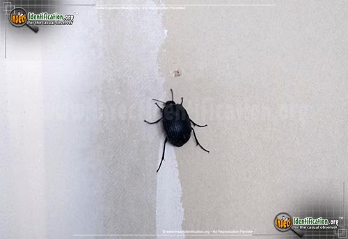 Thumbnail image of the May-Beetle-Phyllophaga-Cribrosa