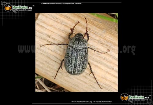 Thumbnail image #2 of the May-Beetle-Phyllophaga-Lanceolata
