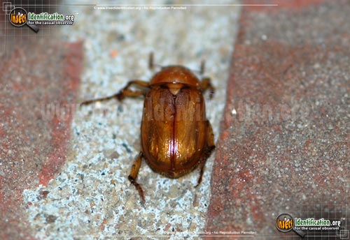 Thumbnail image of the May-Beetle