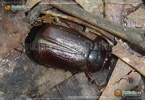 Thumbnail image #3 of the May-Beetle