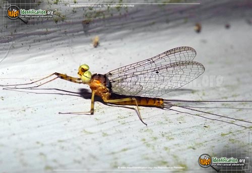 Thumbnail image of the Mayfly