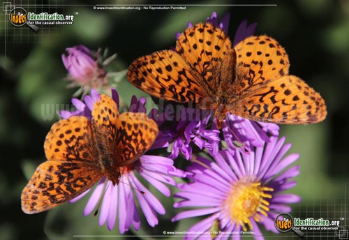 Thumbnail image #2 of the Meadow-Fritillary-Butterfly
