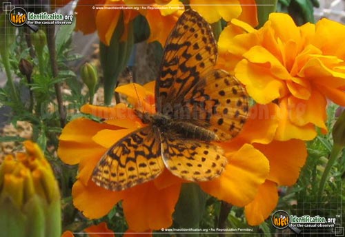 Thumbnail image #5 of the Meadow-Fritillary-Butterfly