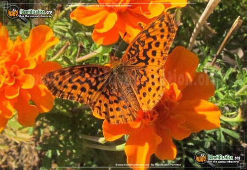 Thumbnail image #4 of the Meadow-Fritillary-Butterfly