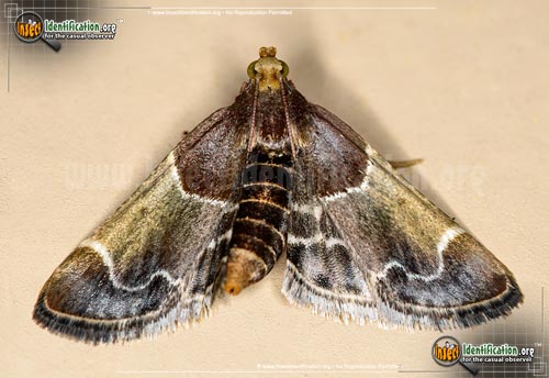 Thumbnail image of the Meal-Moth
