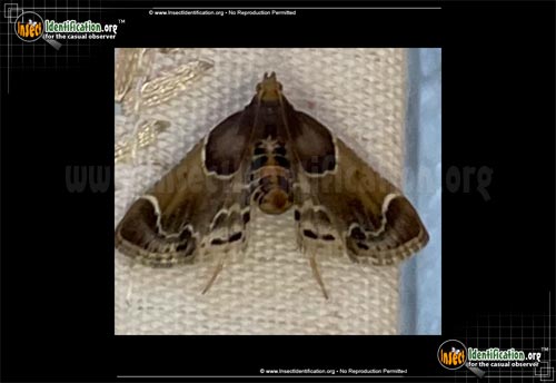 Thumbnail image #5 of the Meal-Moth