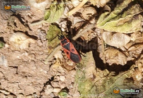Thumbnail image of the Mediterranean-Red-Bug