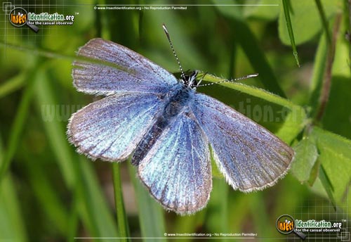 Thumbnail image of the Melissa-Blue-Butterfly