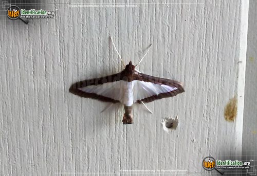 Thumbnail image #2 of the Melonworm-Moth
