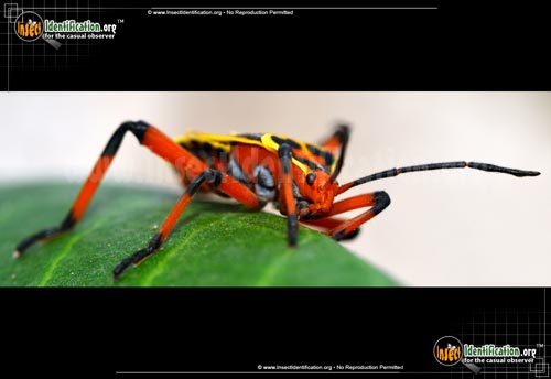 Thumbnail image #5 of the Mesquite-Bug