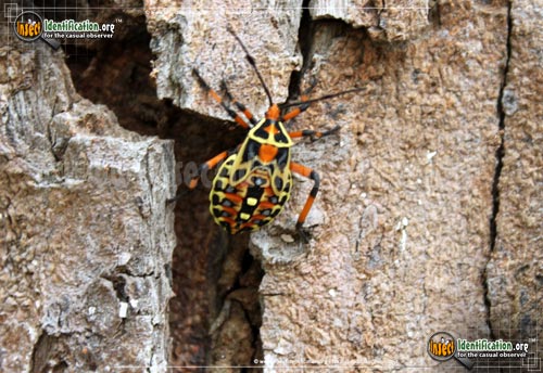 Thumbnail image of the Mesquite-Bug